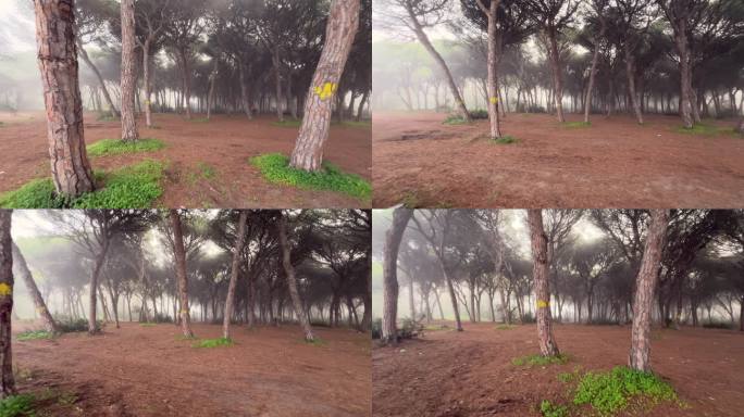 雾蒙蒙的早晨，阴森的森林里有神秘的树木
