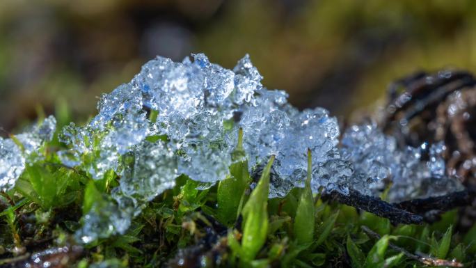 春回大地苔藓上冰雪融化延时