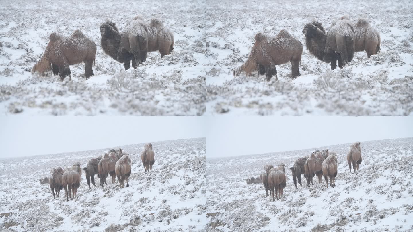 雪中骆驼_1