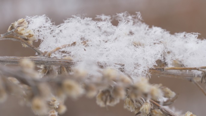 植物随风摇摆 植物上的积雪