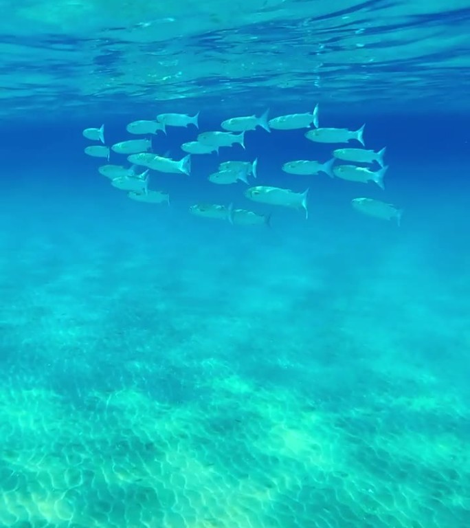 在明亮的阳光下，一群鲻鱼在蓝色的海水中游泳