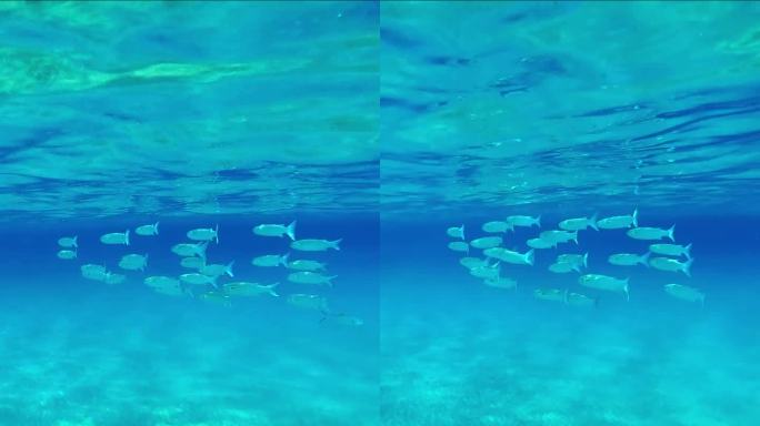 在明亮的阳光下，一群鲻鱼在蓝色的海水中游泳