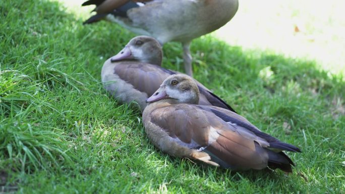 在南非开普敦Kirstenbosch植物园的绿色草坪上休息的埃及鹅。特写镜头