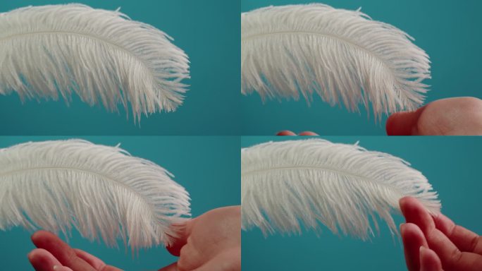 白色的羽毛纹理，触摸柔软的羽毛在蓝色背景特写。柔软和皮毛柔嫩的概念。