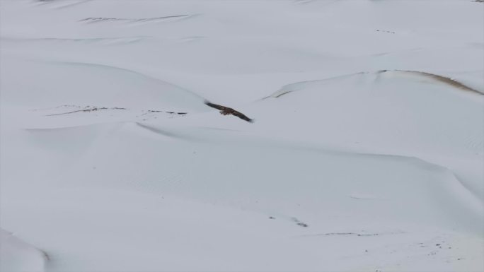 白尾海雕  雕 沙漠雪地雕