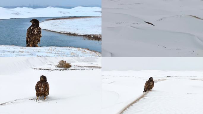 白尾海雕  雕 沙漠雪地雕