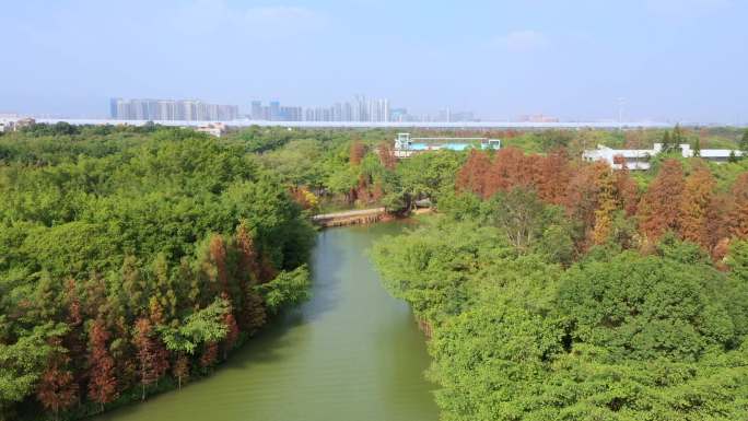 江门小鸟天堂