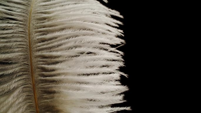 白色羽毛纹理，黑色背景上柔软的羽毛特写。柔软和皮毛柔嫩的概念。