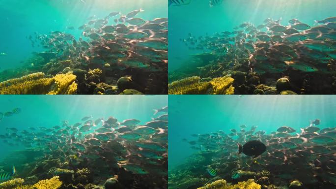 在印度洋清澈的海水中，五颜六色的鱼群