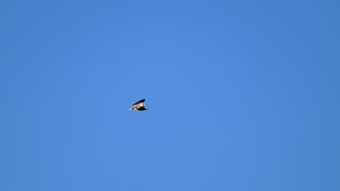 黑翅鸢在空中扇动翅膀