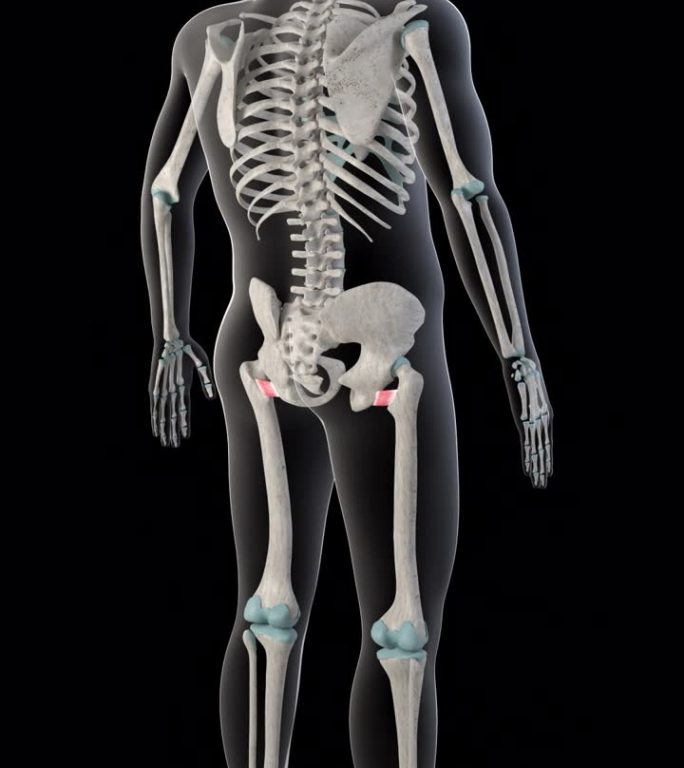 股方肌在整个人体的垂直录像
