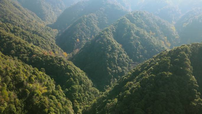 原始森林山谷丛林