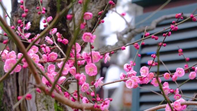 杭州植物园灵峰探梅梅花开了风景视频素材4