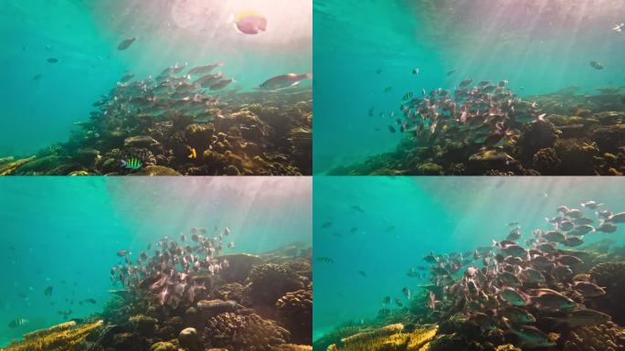 在印度洋清澈的海水中，五颜六色的鱼群