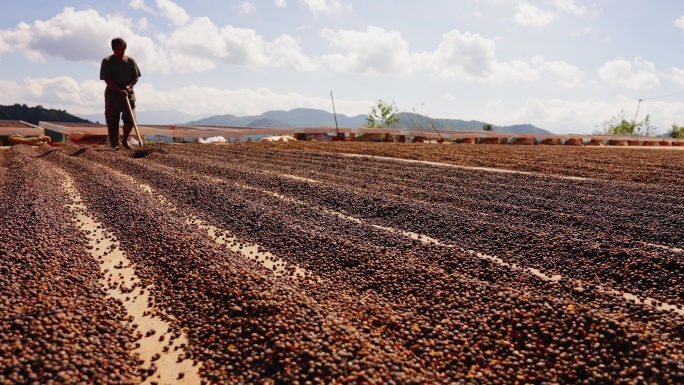 咖啡果采摘晾晒咖啡豆采咖啡的人咖啡种植园