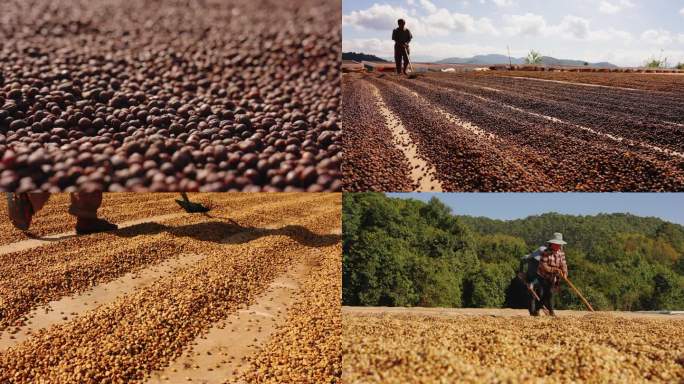 咖啡果采摘晾晒咖啡豆采咖啡的人咖啡种植园