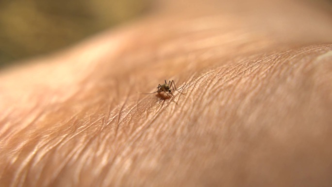 蚊子寄生在皮肤上，吸食血液