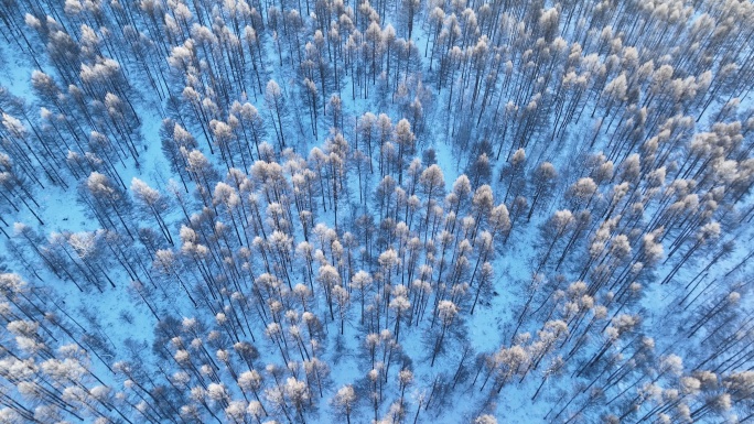 鸟瞰林海雪原阳光雪林