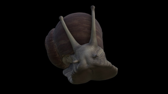 蜗牛  带通道  蜗牛缓慢动作
