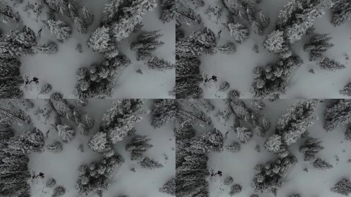 电影航拍科罗拉多冬季仙境春天深粉雪覆盖松树洛夫兰滑雪胜地艾森豪威尔隧道库恩山偏远地区70大陆分水岭落