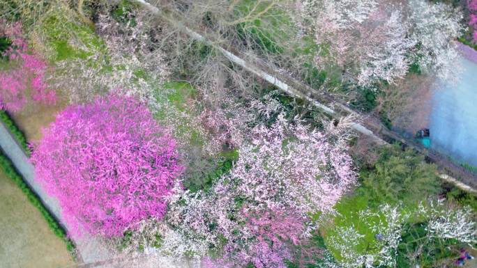 杭州植物园灵峰探梅梅花风景视频素材4