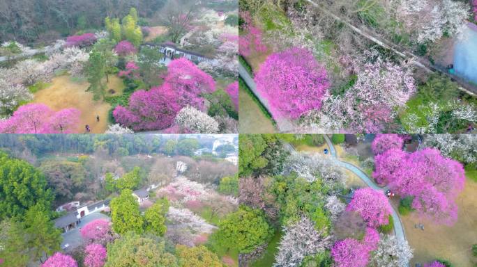 杭州植物园灵峰探梅梅花风景视频素材4