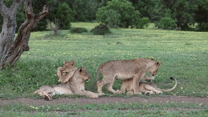 博茨瓦纳马沙图，四头顽皮的小狮子在路边玩耍，中镜头