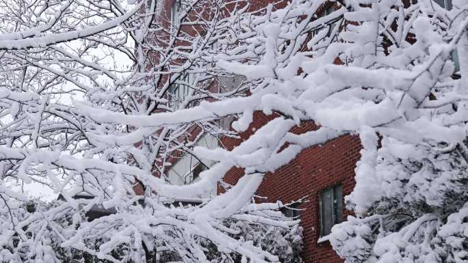 南方大雪