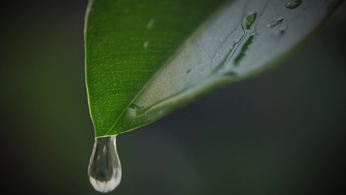 一滴雨从一片绿叶上落下