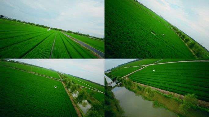 稻田上白鹭鸟飞翔FPV实拍