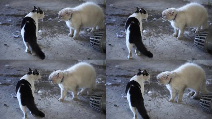 猫,猫打架猫猫猫咪小猫