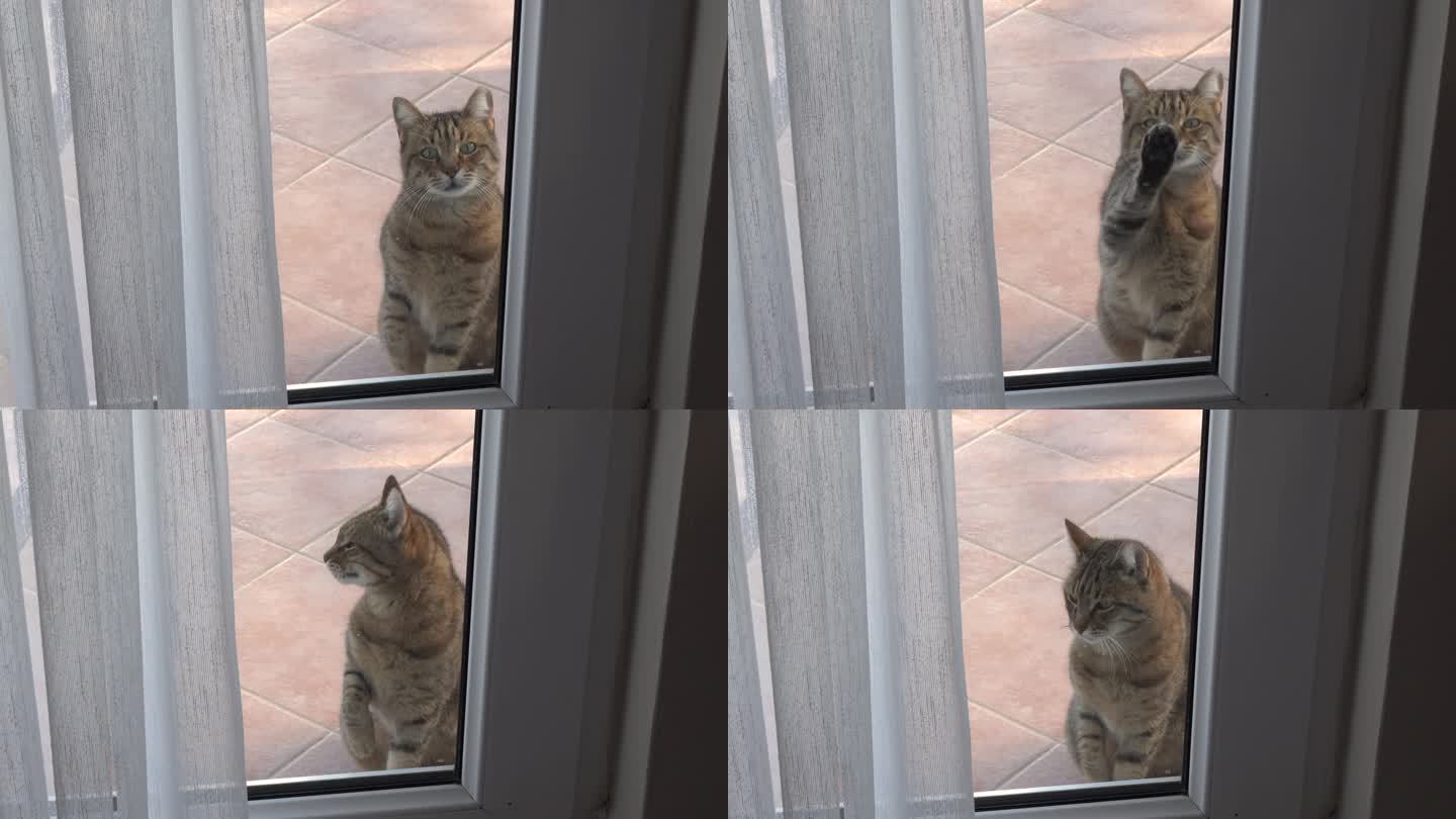 猫用爪子敲公寓阳台的玻璃门。饥肠辘辘的流浪猫请求让她进屋