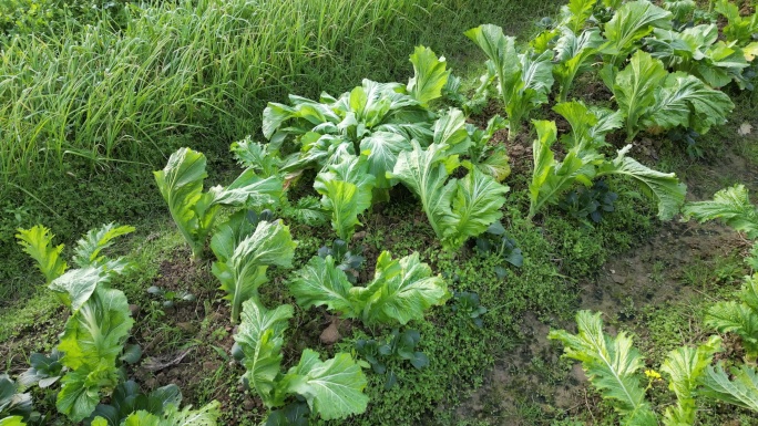 农村菜地有机蔬菜