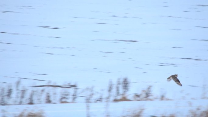 一只短耳猫头鹰栖息在北海道的一个标志上或在雪地里飞翔。