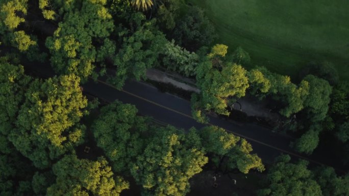 无人机在空旷的道路上旋转90度，在阳光下的落叶林中，俯视图