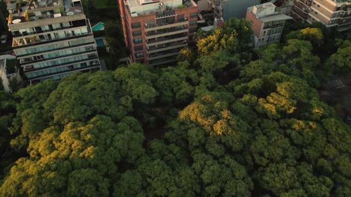 美丽茂盛的树，类似西兰花和住宅楼，无人机天桥