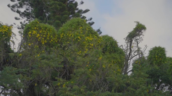 过度生长的黄色喇叭藤蔓围绕着树木，开花植物作为入侵物种