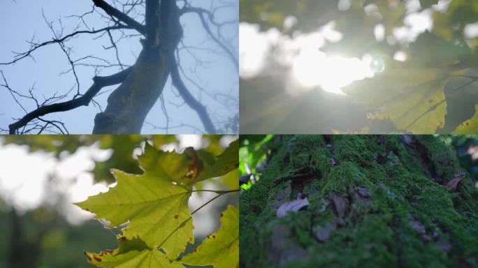 莫干山枯树树叶梧桐树木山野山林特写