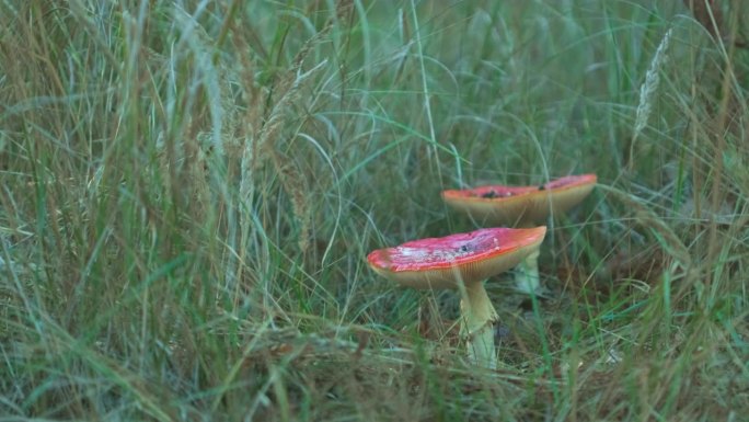 木耳蕈生长在森林里。毒伞菌——有毒的致幻蘑菇