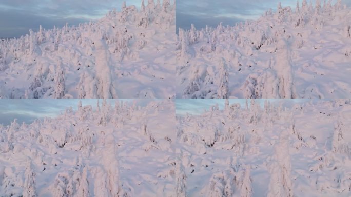 在拉普兰，鸟瞰图环绕着一棵阳光普照、白雪覆盖的树