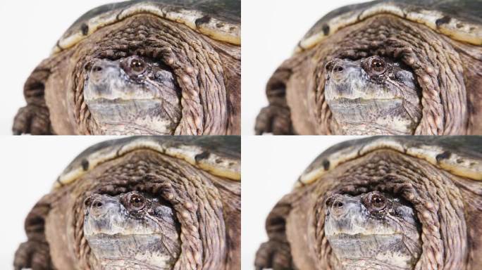 龟龟的特写镜头