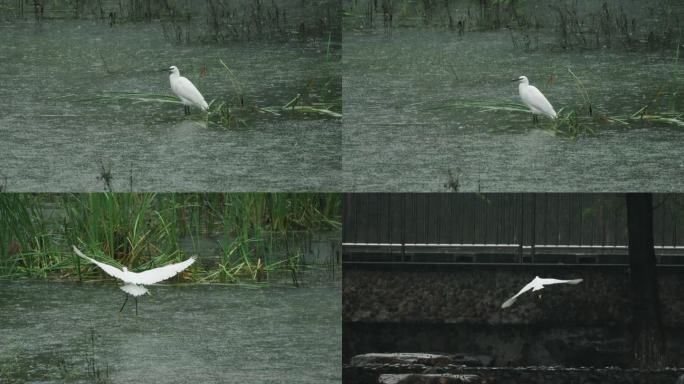 大雨中的白鹭飞翔慢镜