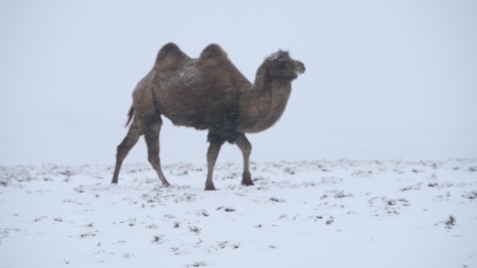 雪中行走的骆驼