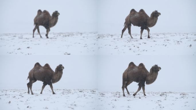 雪中行走的骆驼