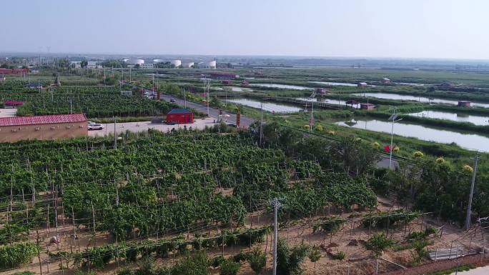 黄河两岸葡萄园