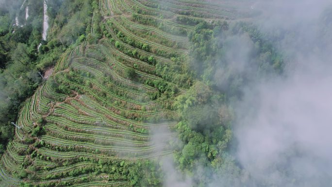 墨脱背崩乡梯田茶园