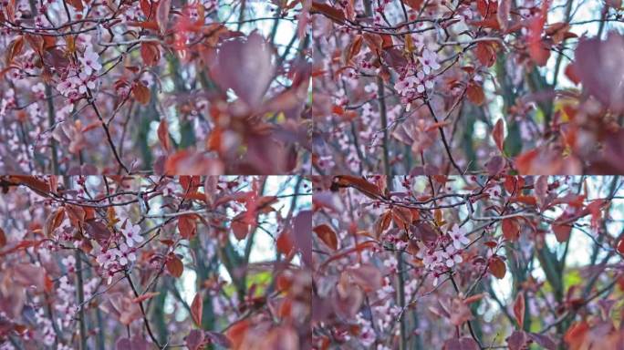 日本花园中晚季樱花盛开的粉红色花朵