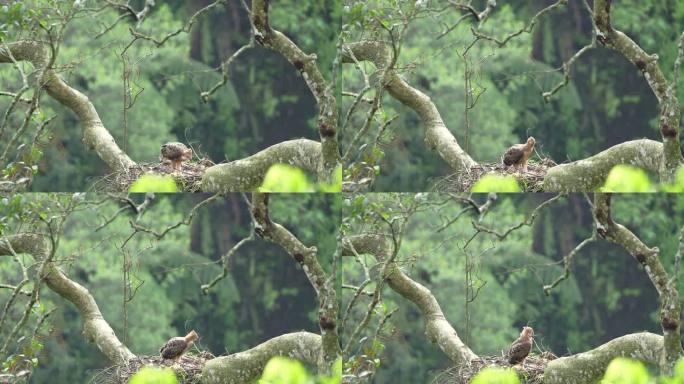 幼年爪哇鹰(Elang jawa)在野外的窝里生活