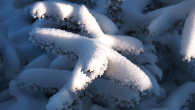 大寒小寒大雪后唯美雪景和雾凇