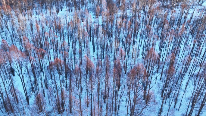 航拍林海雪原红柳林夕照